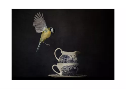 SOLD OUT Coal Tit