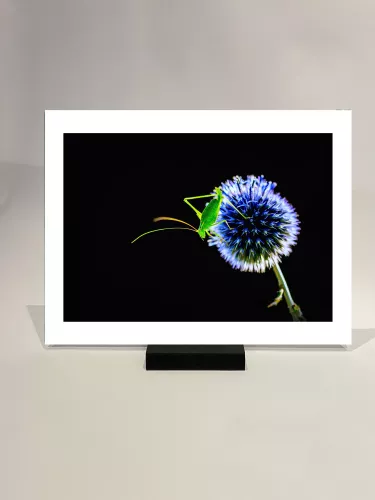 Artmuze SOLD OUT One Touch (300345)